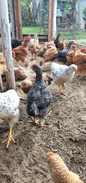 Caipiras Melhoradas - Foto 2