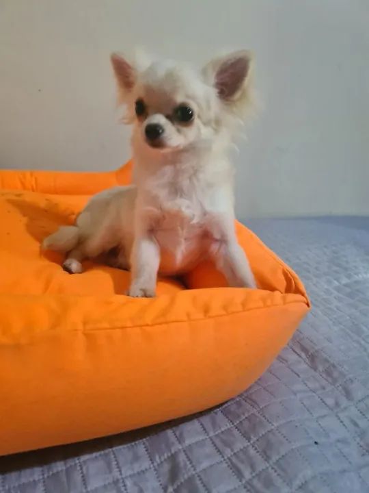 Lindos Filhotes de Chihauha  - Foto 4