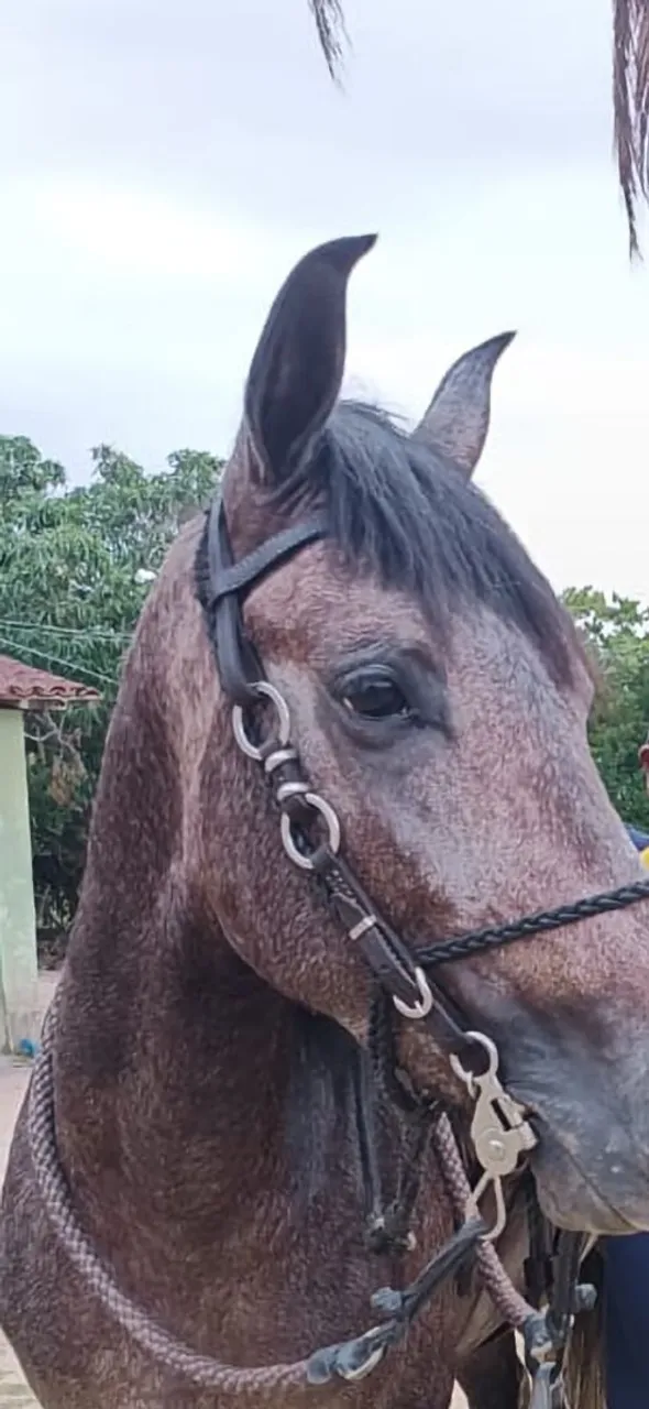 Cavalo MM registro provisório