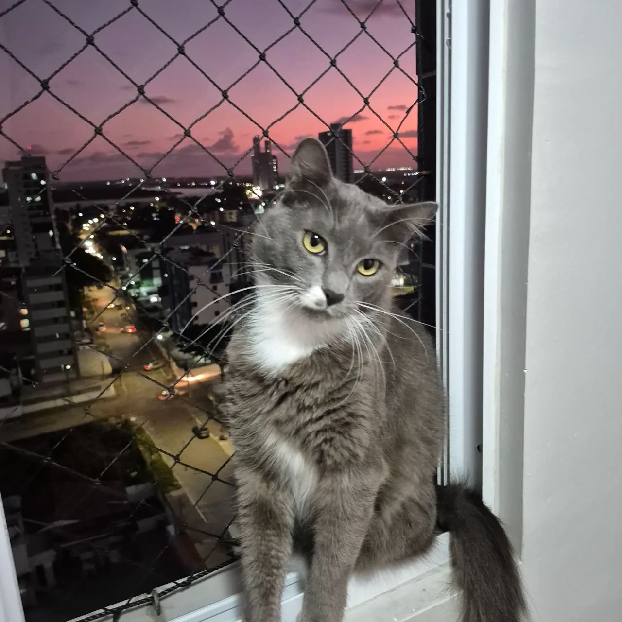 Gato Para doação - Foto 6