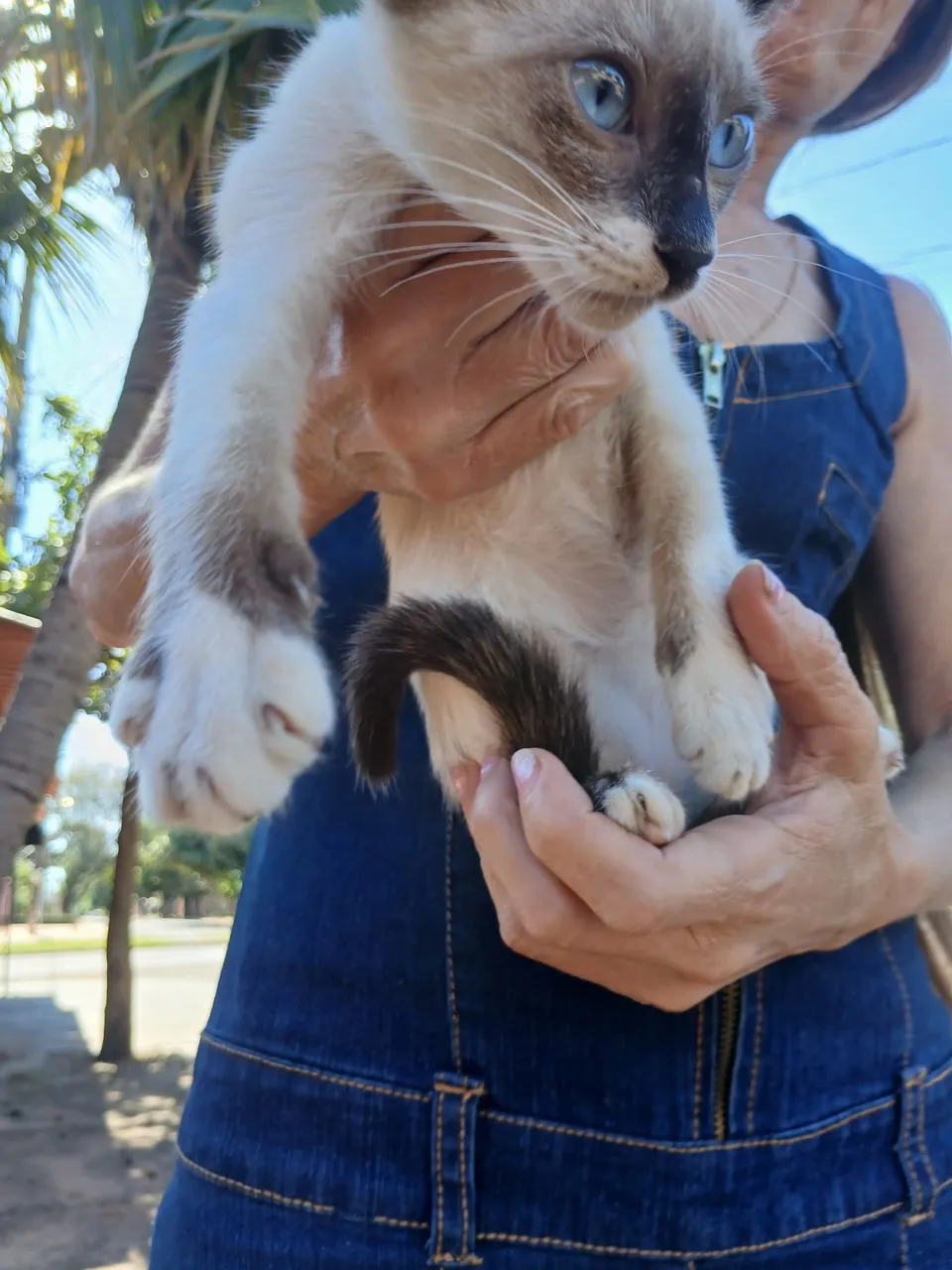Gatinhos para adoção