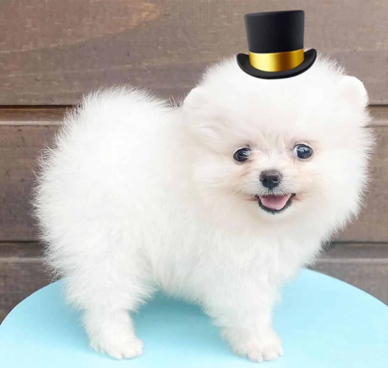 Lulu da pomerania  - Foto 3