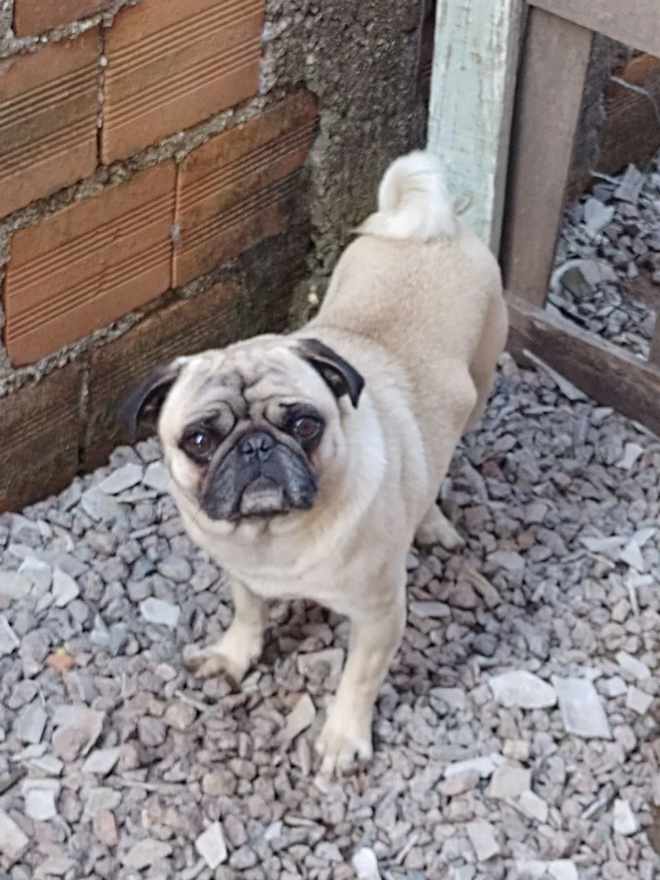 Pug Fofo Procurando um Lar!