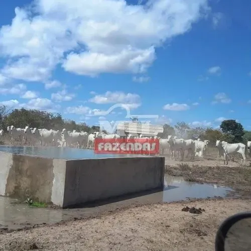 Fazenda 300 Alqueires (1.452 Hectares) Formosa - GO