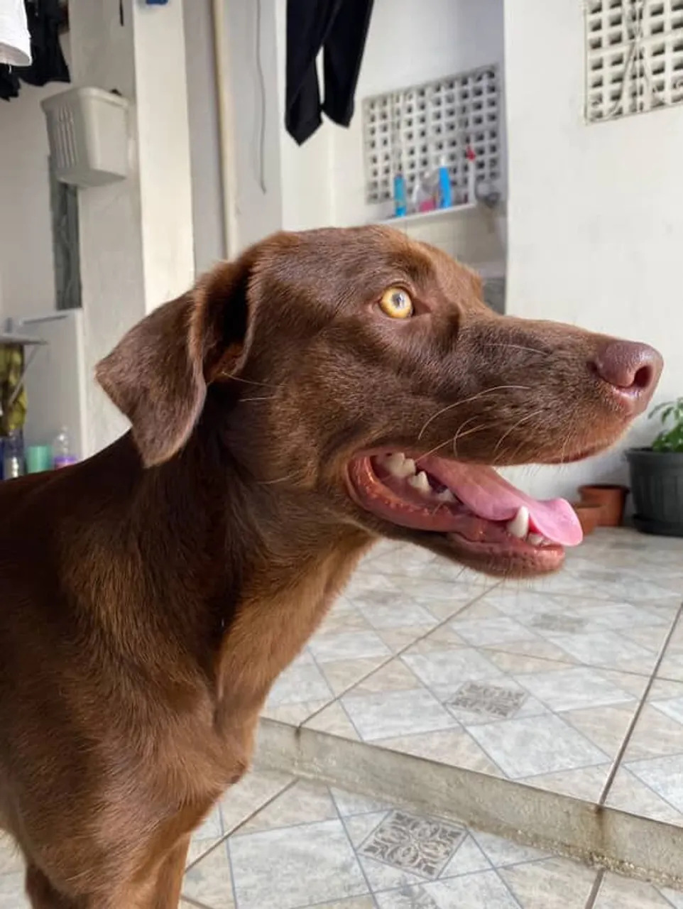 CACHORRO LABRADOR MISTURADO. 23kg 2 anos de idade.