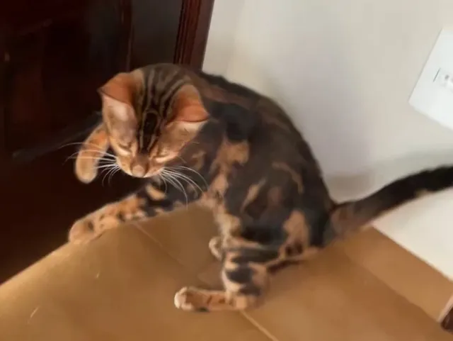 Filhote Gatinho Macho Bengal Marble (gatil premiado, raríssimo e lindíssimo)