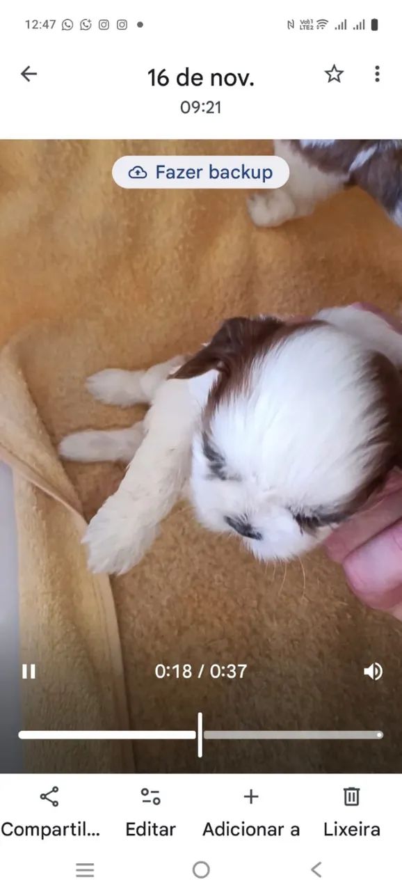 Até 10 x no Cartão de crédito. Filhotes de Shitzus puros machos e fêmeas.  - Foto 4