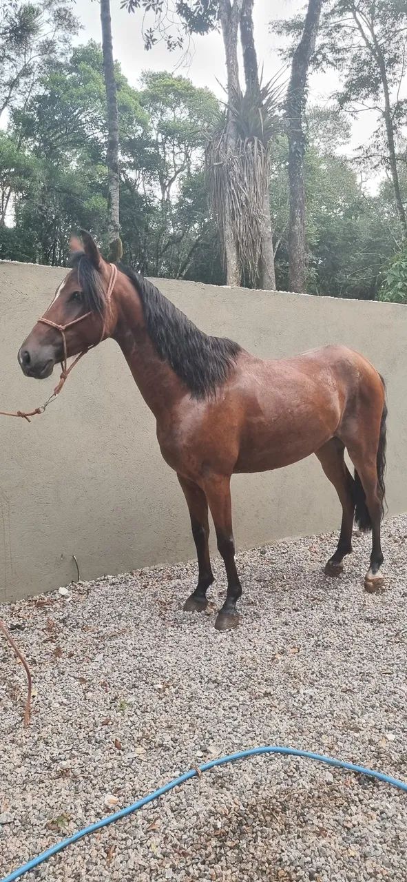 Cavalo Mangalarga Marchador - registrado  - Foto 2