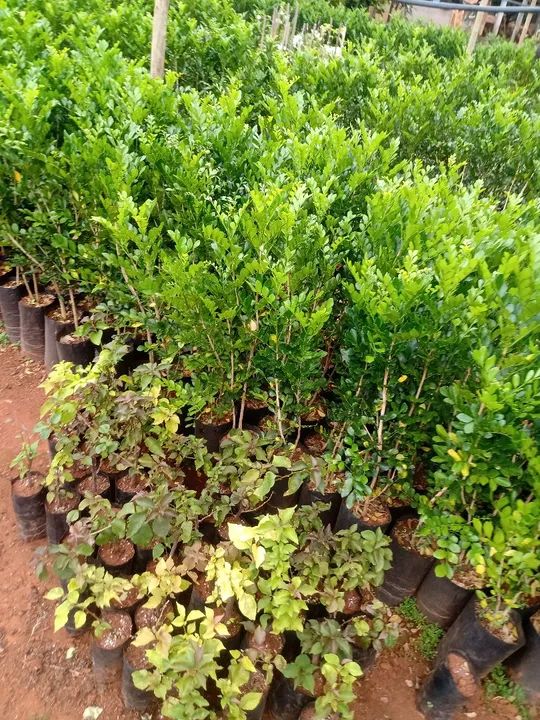 Mudas de Murta para venda - Foto 2