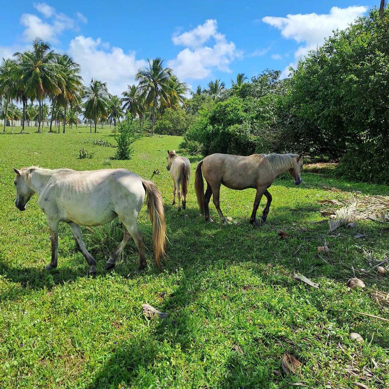 Vendo ou troco  - Foto 2