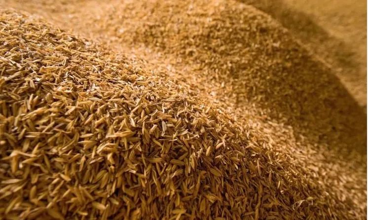 Palha de Arroz / Casca de Arroz para Cavalos - Foto 2