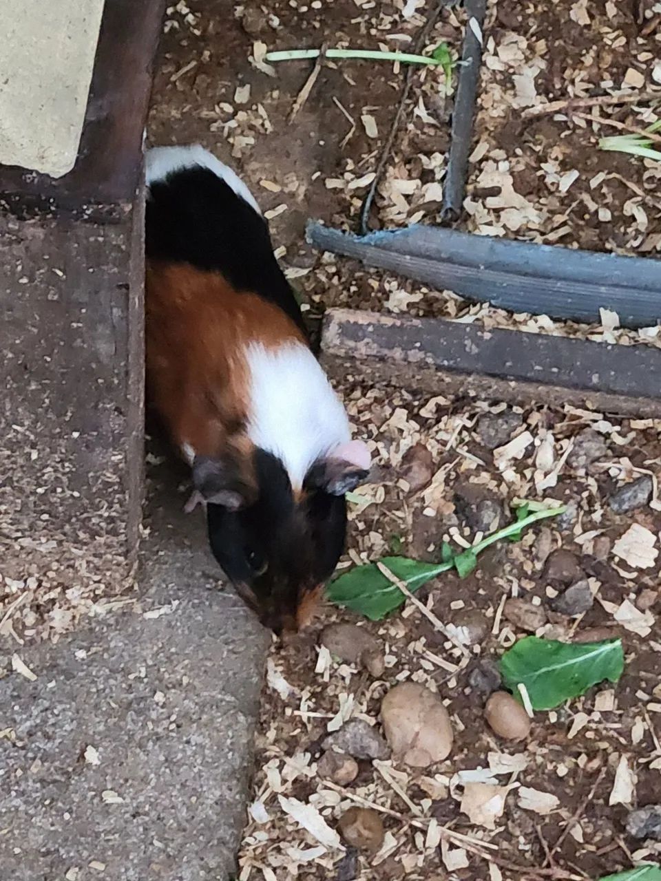 Vendo Porquinho da índia