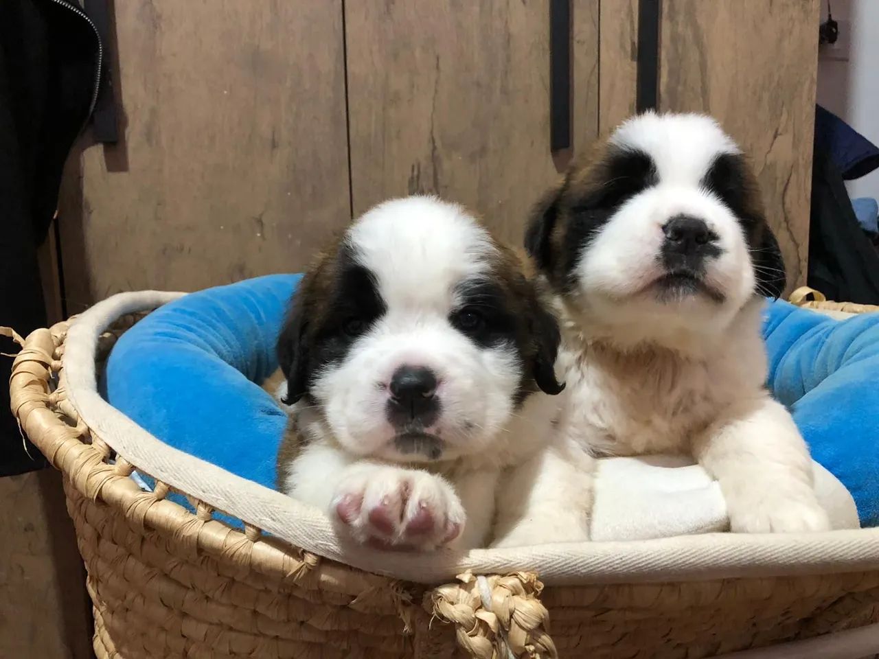 São Bernardo tricolor 