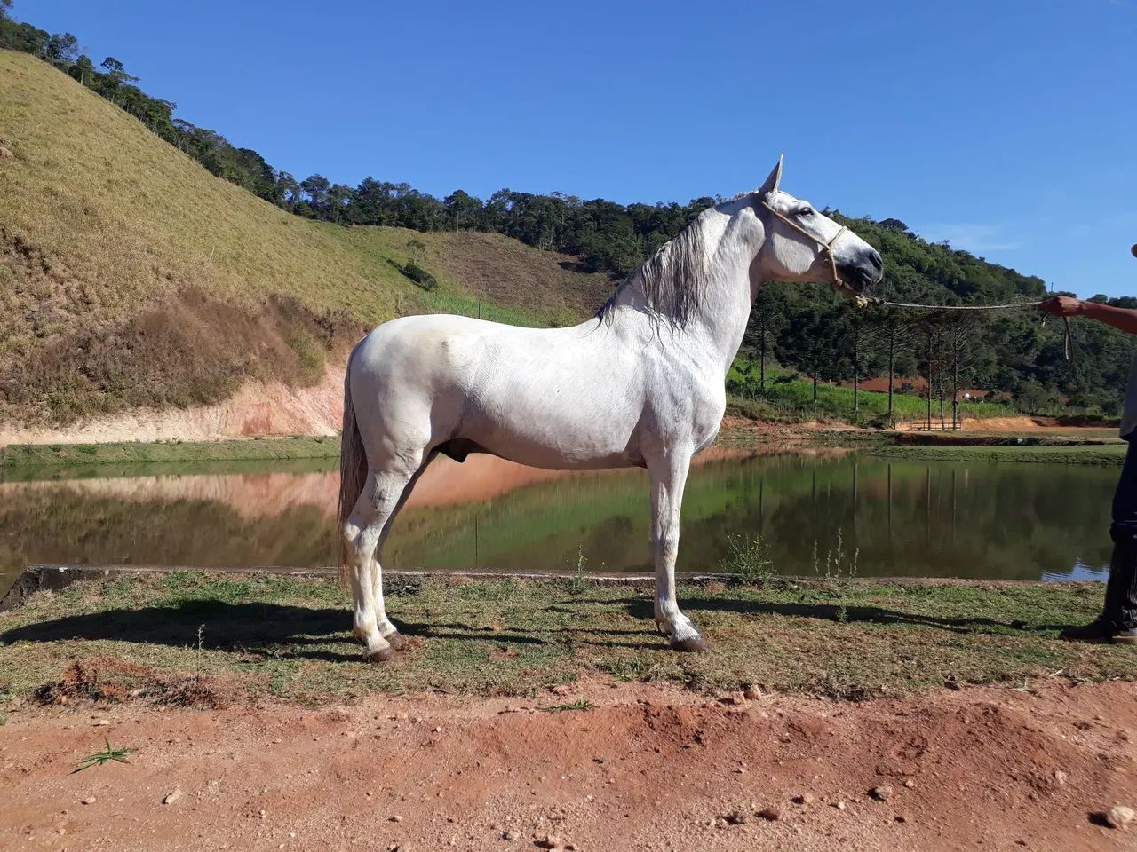 Cobertura, Semem Garanhao FAVACHO URANIO, mangalarga marchador - Foto 2