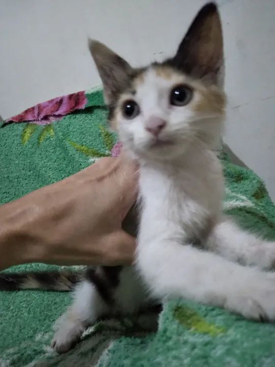 Gatinha 3 meses ,Fofa para Adoção - Foto 3