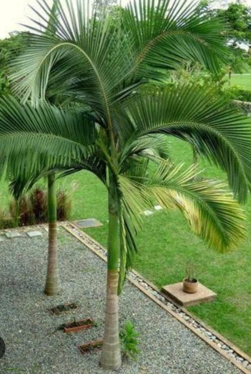 Palmeiras Ornamentais - Beleza e Sofisticação para seu Jardim