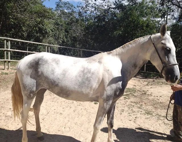 Egua mangalarga, filha de campeão