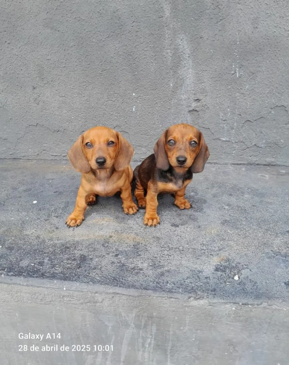Lindos filhotes de Dachshund 