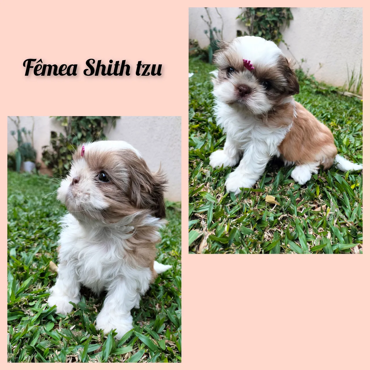 Filhotes Fêmea e macho Shih Tzu