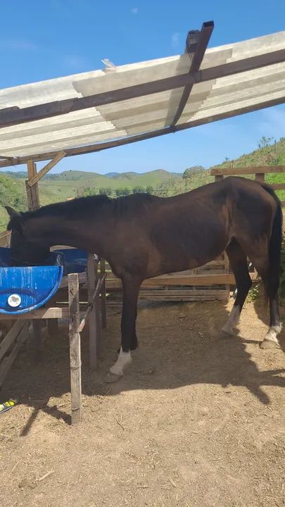 Vendo ou troco Égua MM 9 anos - Foto 3