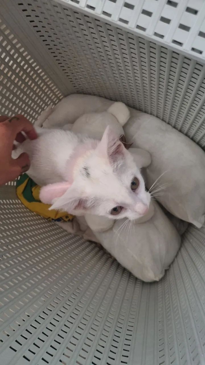 Adoção da viola - Foto 3