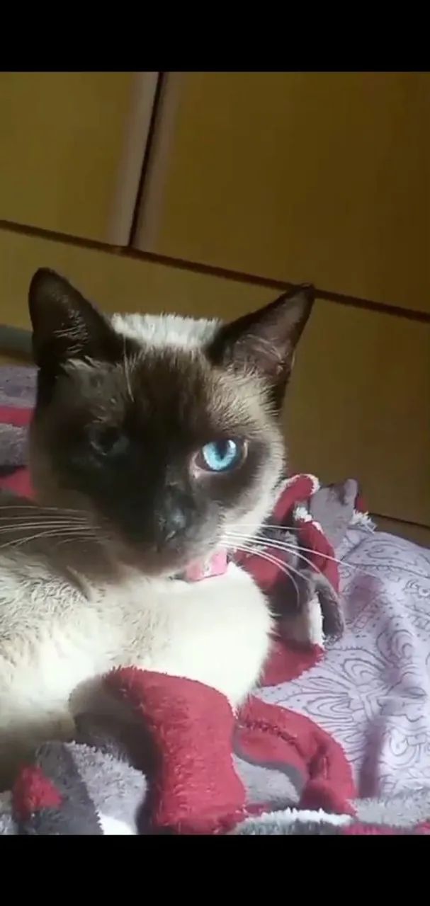 Esmeralda gata siamês dos olhos azuis.