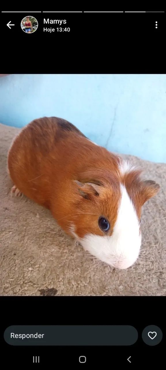 Porquinho da Índia  - Foto 2