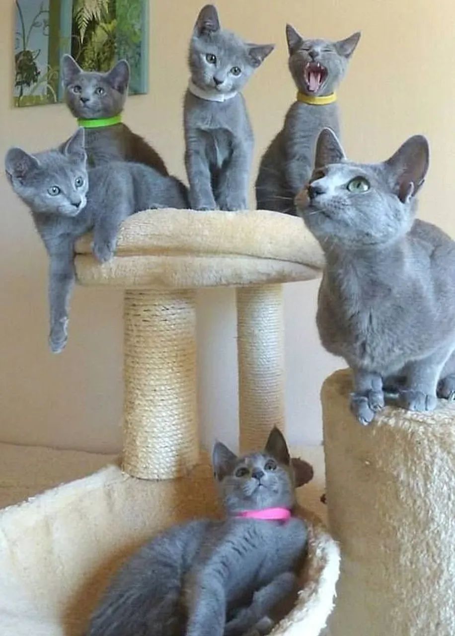 Gato Russian Blue Macho 