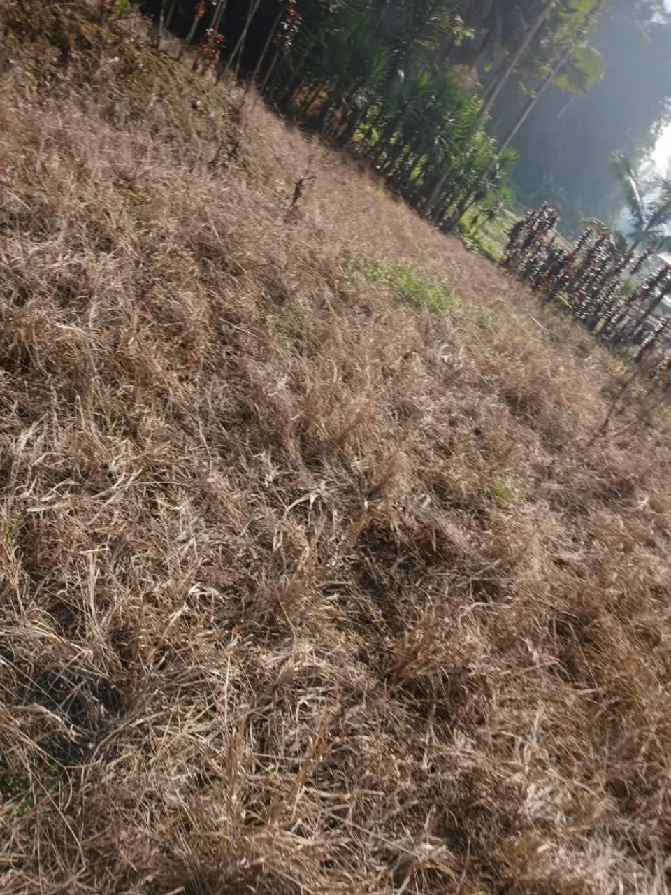 Sitio com 20,000,00m2 - Foto 4