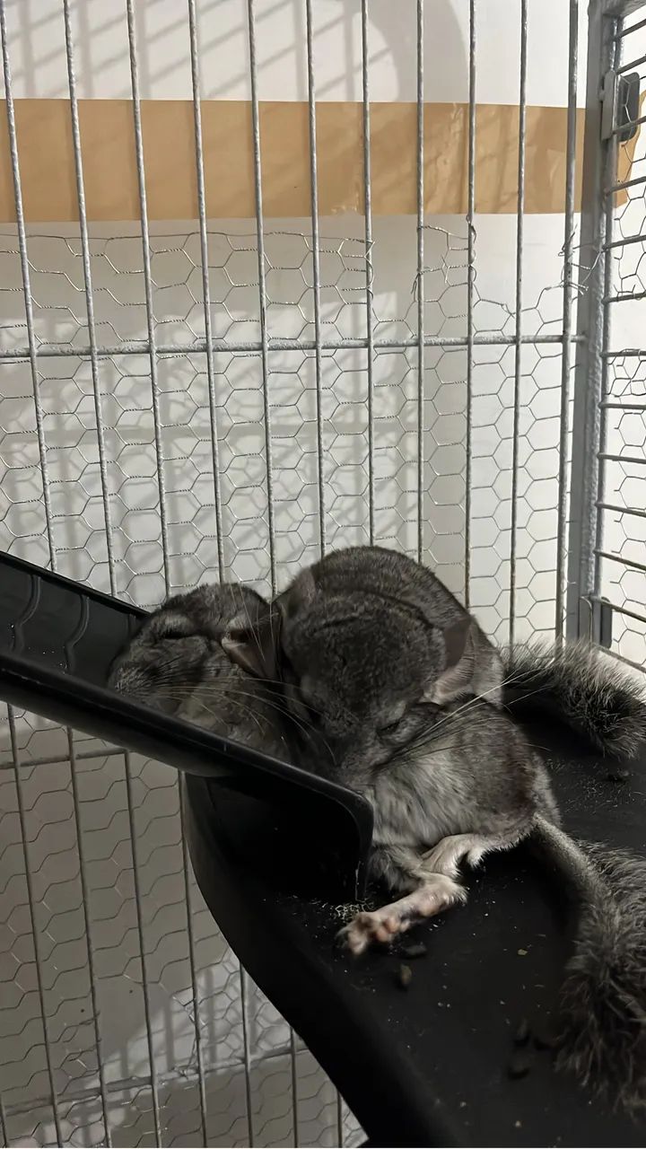 Chinchilas Pack Completo64706126159234121