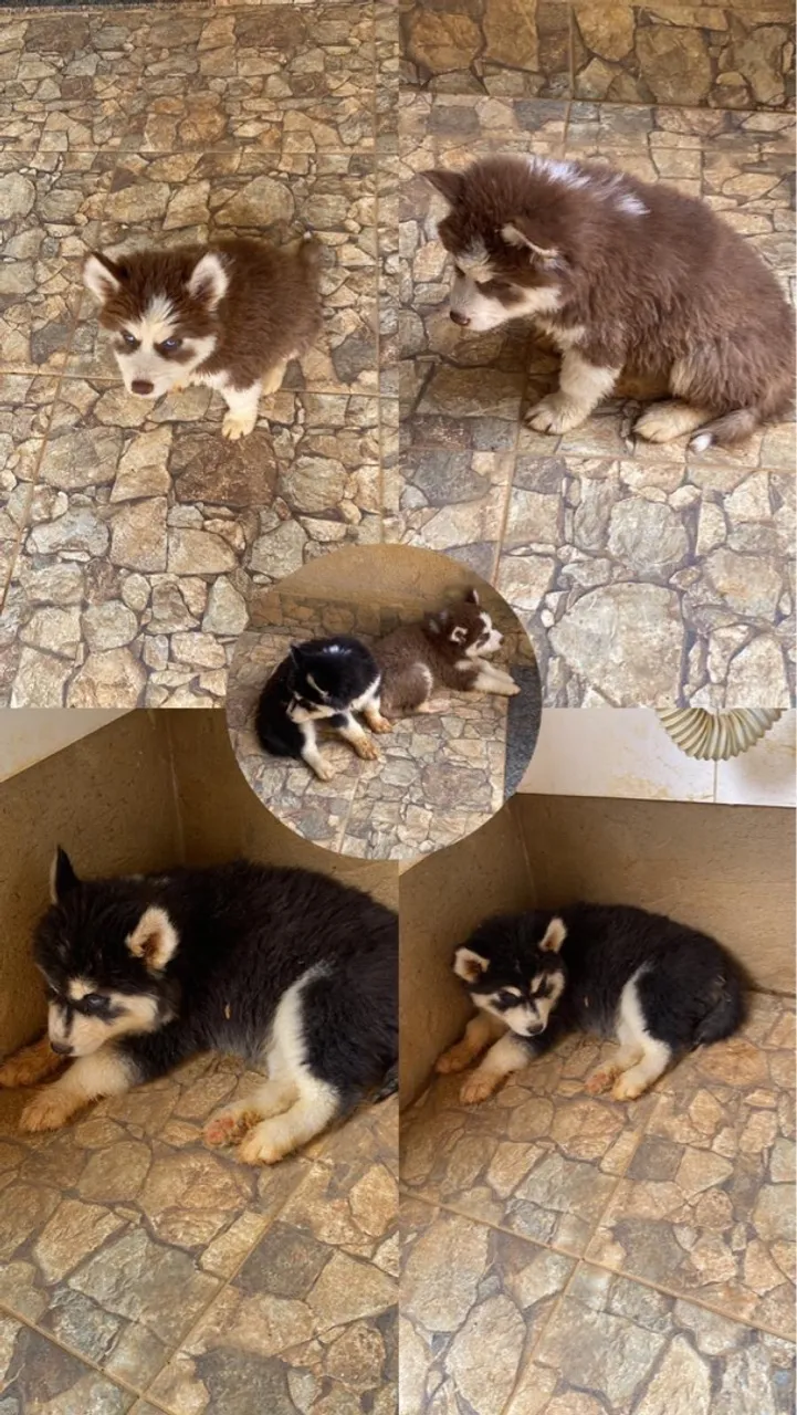 Filhotes de Husky Siberiano