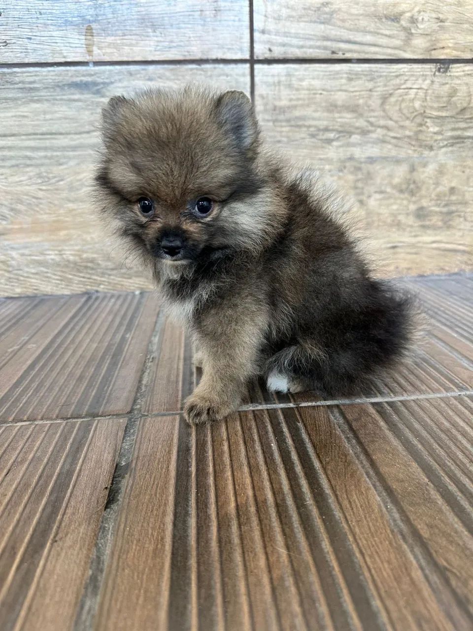 Lulu da Pomerânia - CBKC  - Foto 2