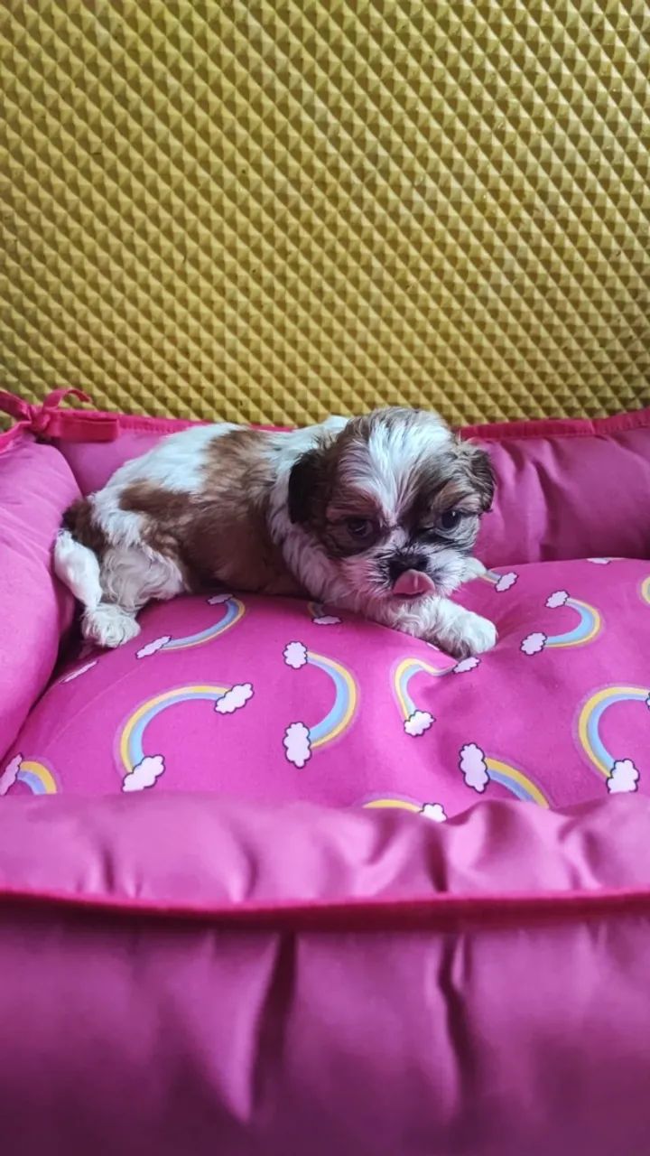 bem pequenos e peludos shih tzu mini - Foto 4