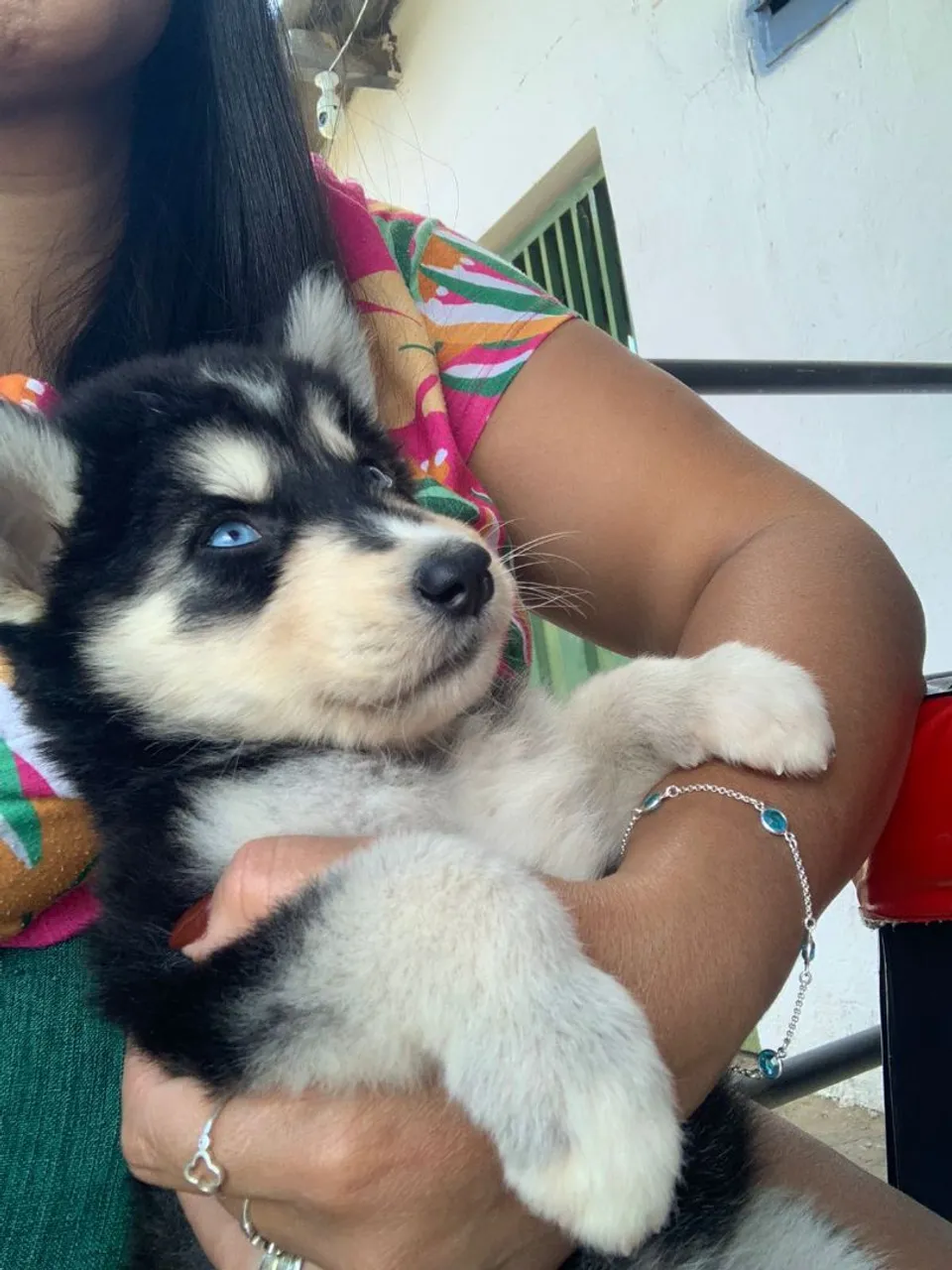 Filhote de Husky Siberiano - Olhos Azuis