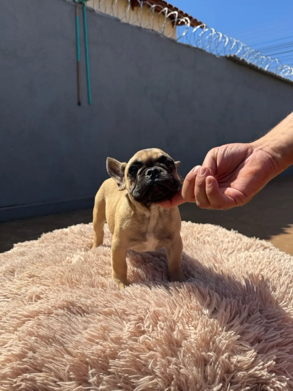 Filhote de Bulldog Francês