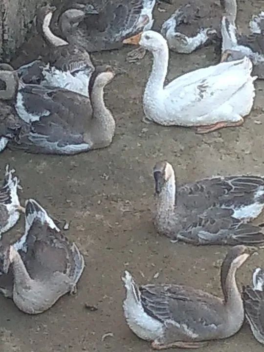 Gansos  - Foto 3