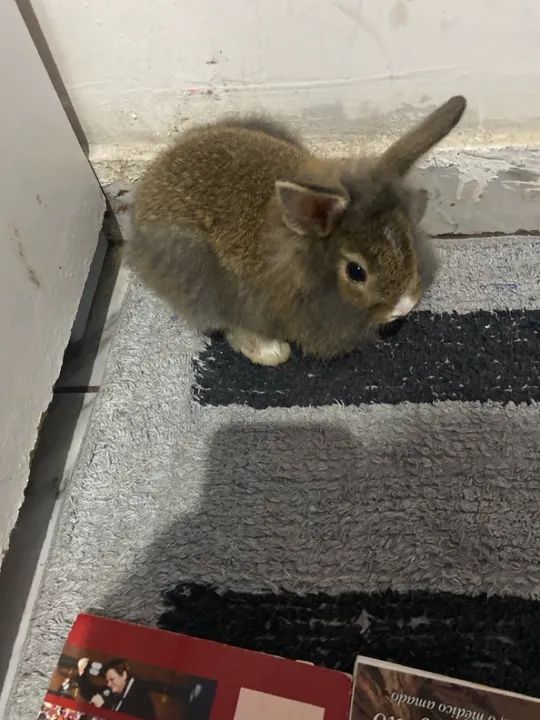 Coelhinho fofinho para adoção - Foto 4
