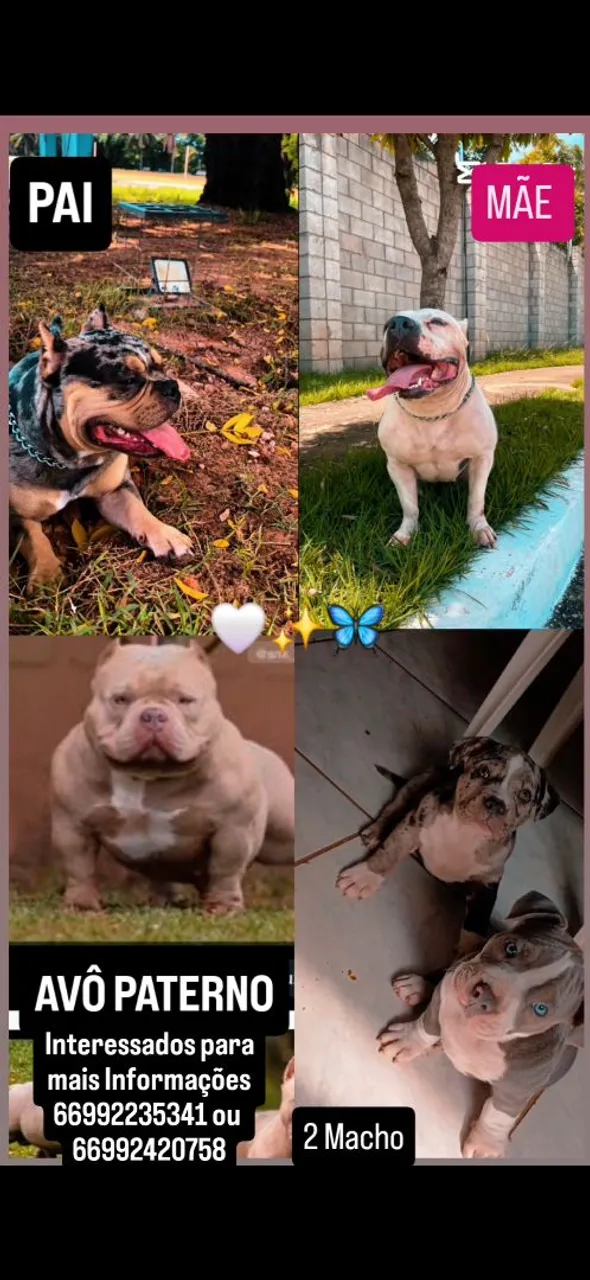 Filhotes de American Bully - Machos