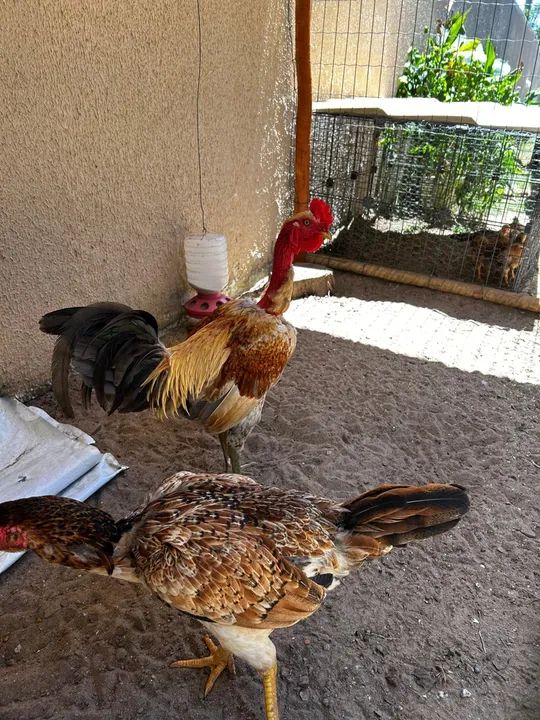 CASAL GALO E GALINHA CAIPIRA - Foto 2