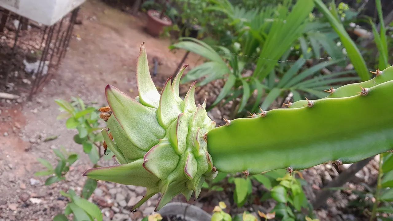 Pitaya  Vermelha (mudas)