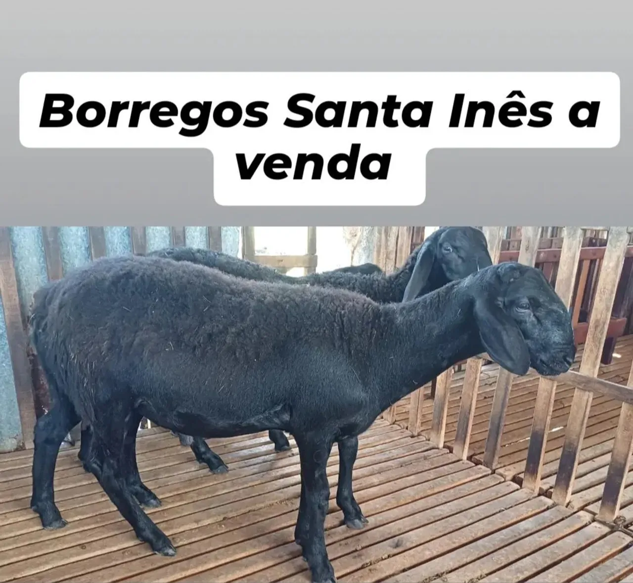 Borregos Santa Inês à venda