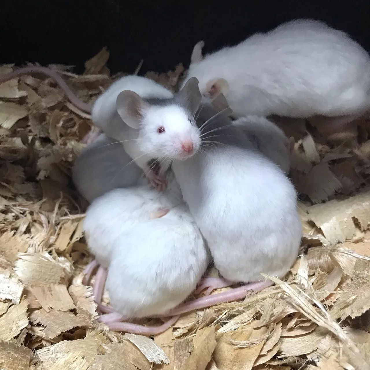 Camundogos e twister disponível  - Foto 2