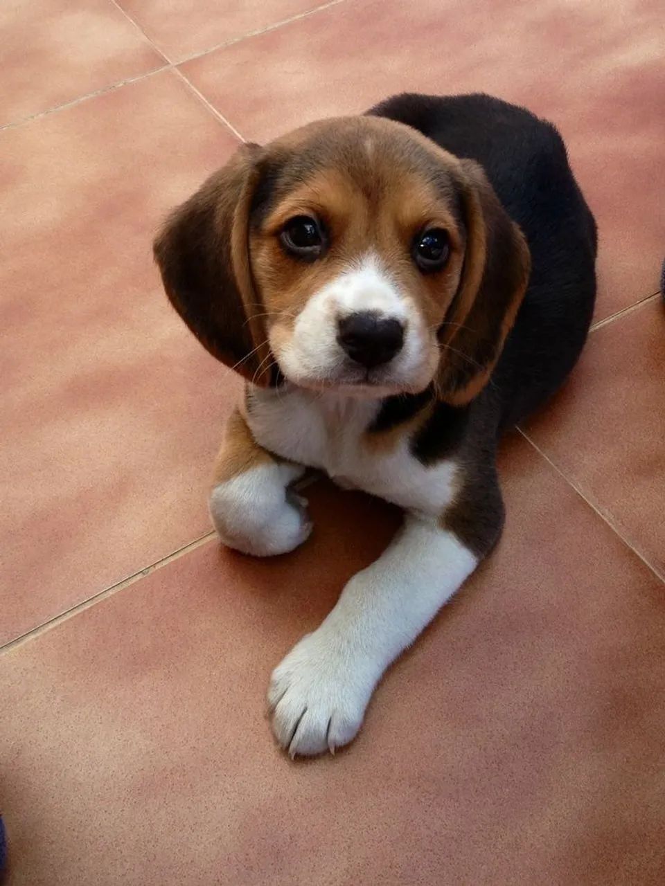 Porte de Apartamento Brincalhões e Lindos / Beagle Filhotes com Garantia de Saúde  - Foto 4