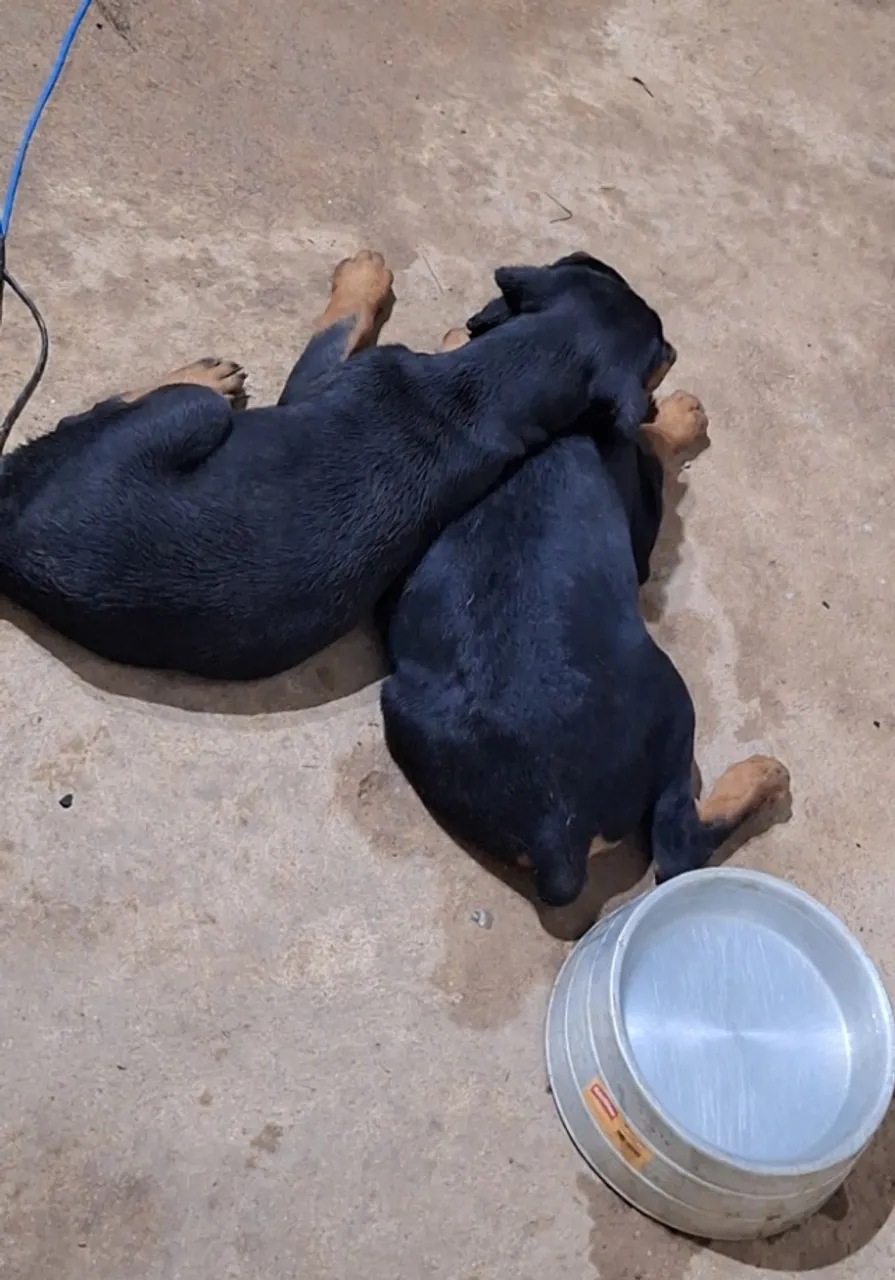 Vendo um filhote de Dobermann