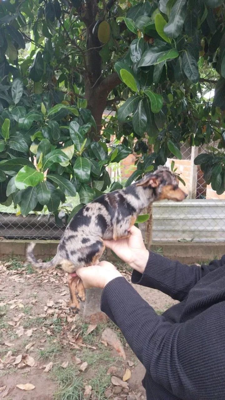 Vendo Pincher macho