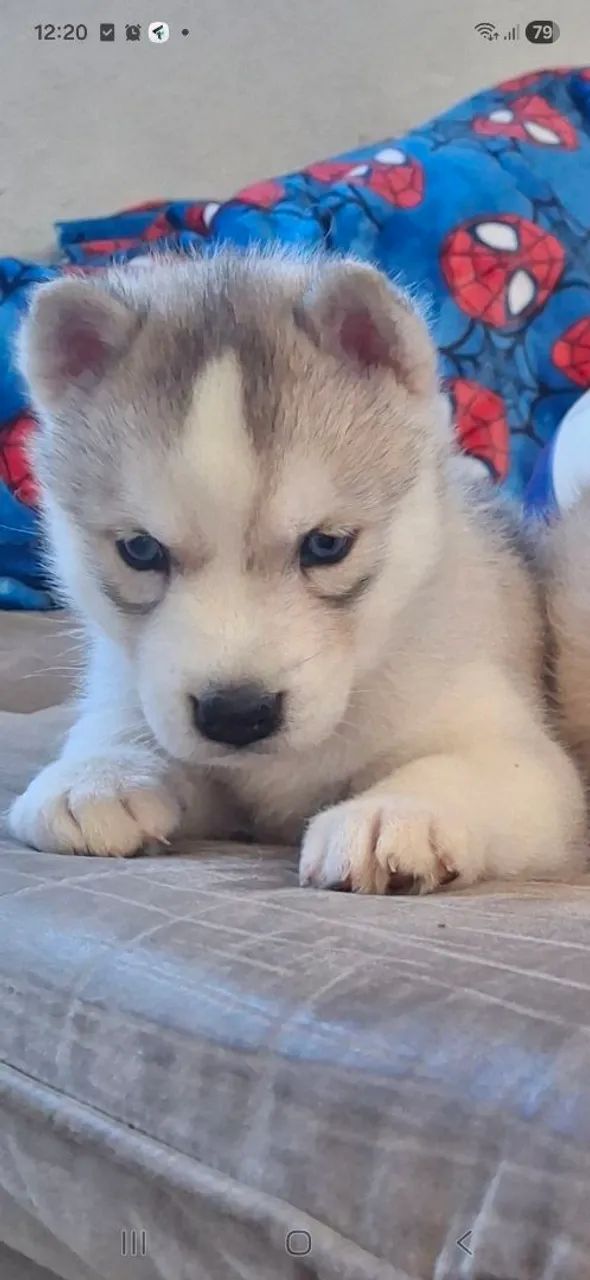 Filhotes de husky siberiano  - Foto 5