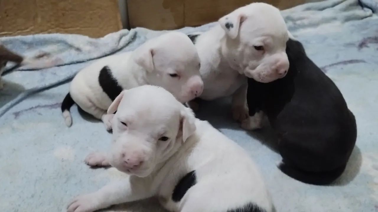 Pitbull  - Foto 3