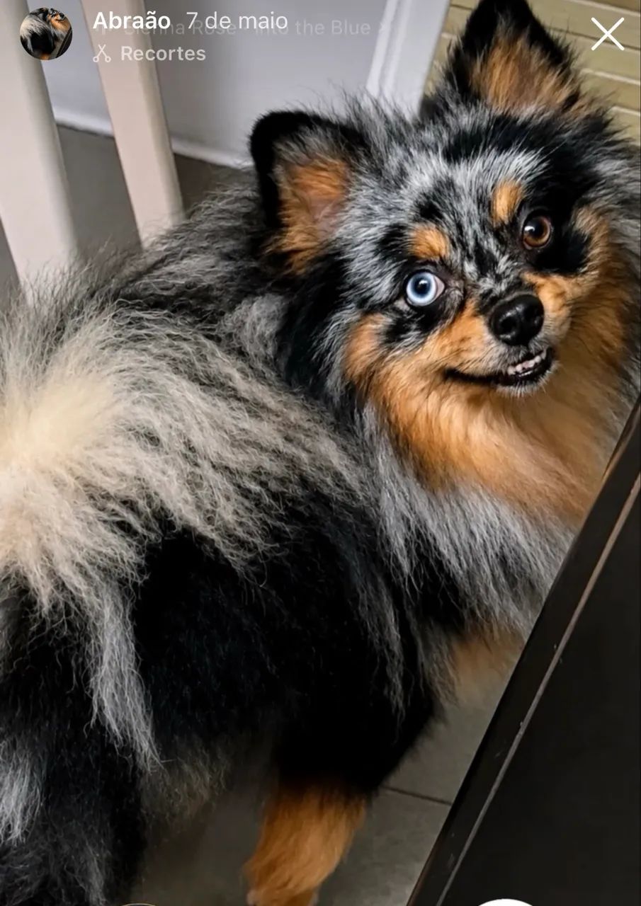 Spitz alemão  - Foto 4