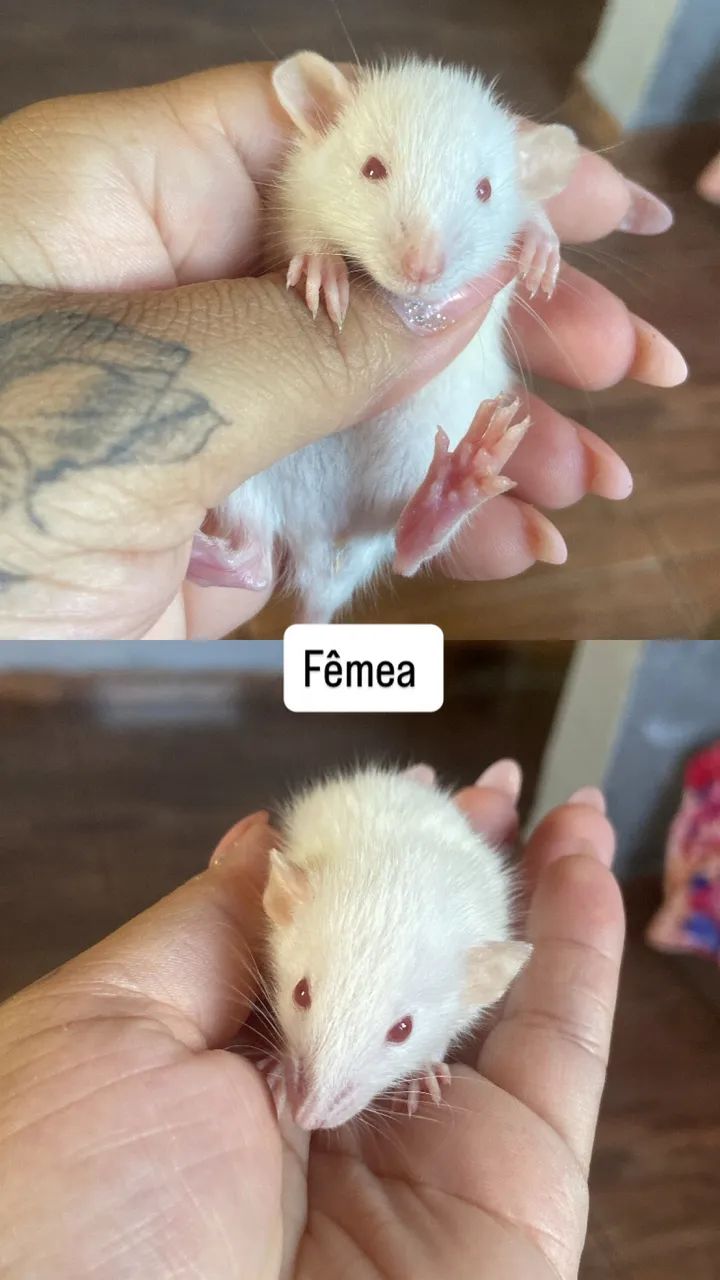 Ratos twster  - Foto 4