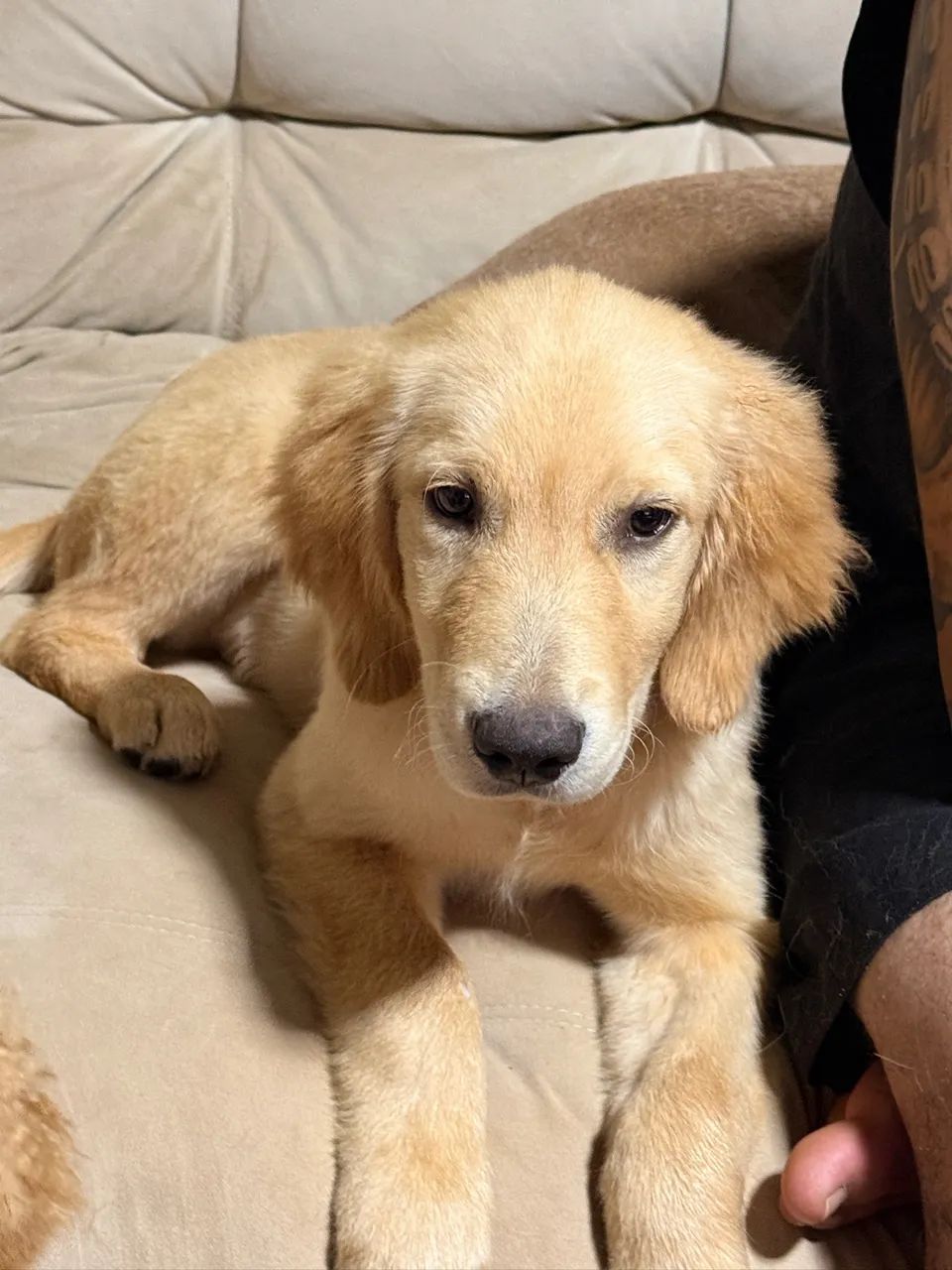 Golden Retriever - Foto 2